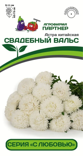 Партнер Астра китайская СВАДЕБНЫЙ ВАЛЬС ^(5шт в амп), изображение 0