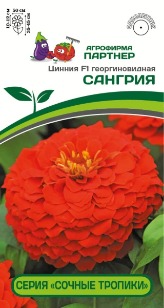 Партнер Цинния F1 САНГРИЯ / георгиновидная ^(4шт) , изображение 0
