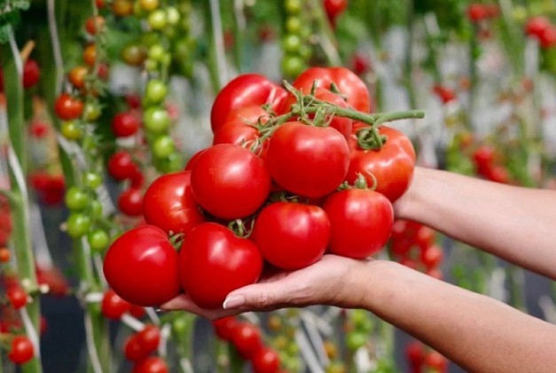 Семена томатов: что учесть при выборе