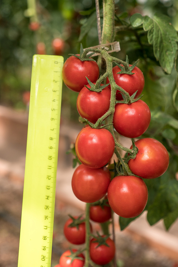 Партнер Томат ЧЕРРИ КОКТА F1 ^(5шт) 2-ной пак, изображение 5