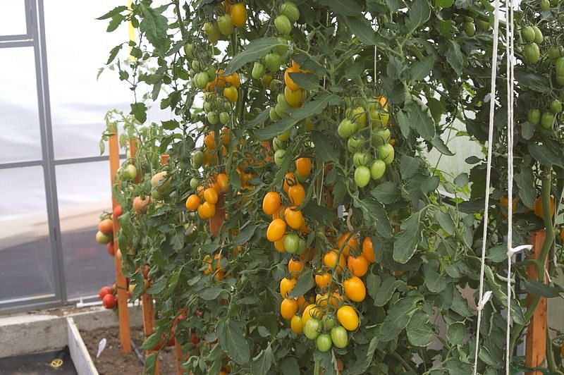 Партнер Томат ГЕЙША F1 ^(10шт) 2-ной пак, изображение 2