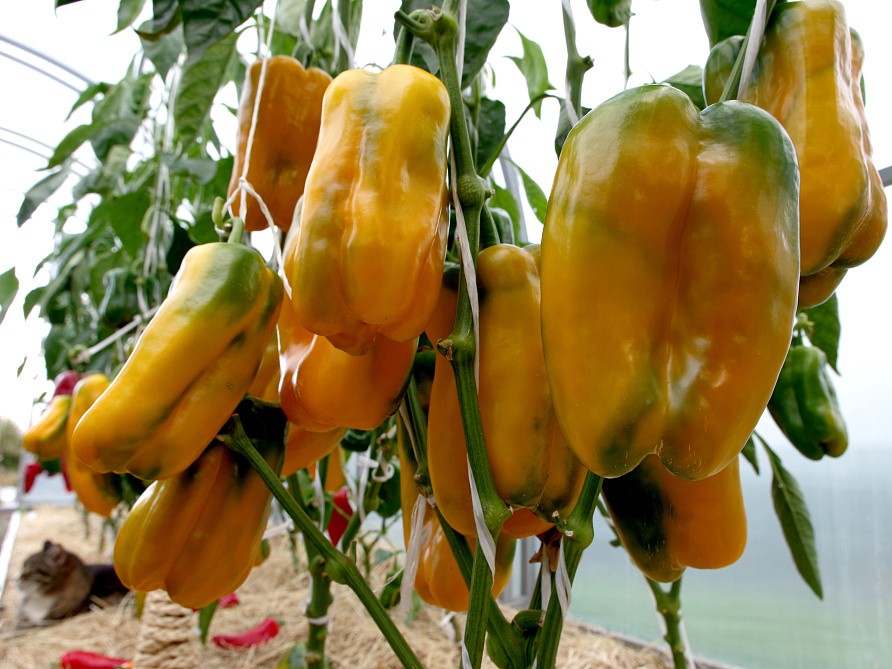 Партнер Перец ГОРОСПЕЛ F1 ^(5шт) 2-ной пак, изображение 3